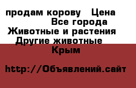 продам корову › Цена ­ 70 000 - Все города Животные и растения » Другие животные   . Крым